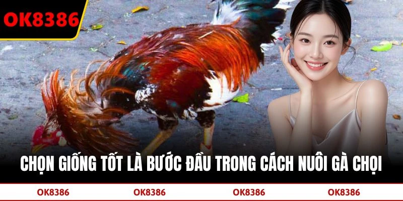 Chọn giống tốt là bước đầu trong cách nuôi gà chọi