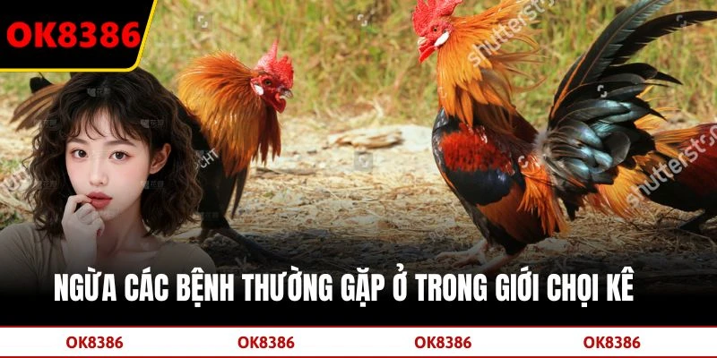 Ngừa các bệnh thường gặp ở trong giới chọi kê
